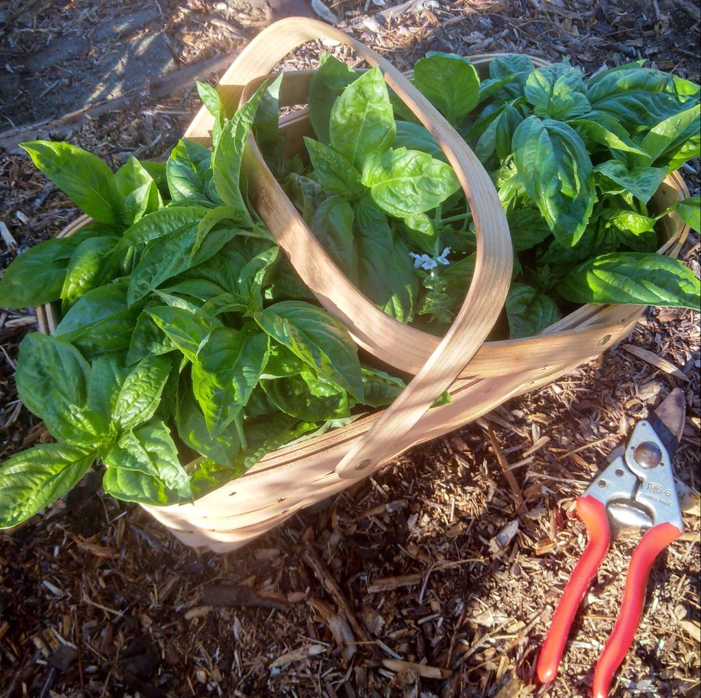 Rutgers devotion basil