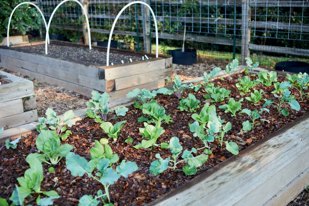 Vegetable gardening with Joe Lamp'l