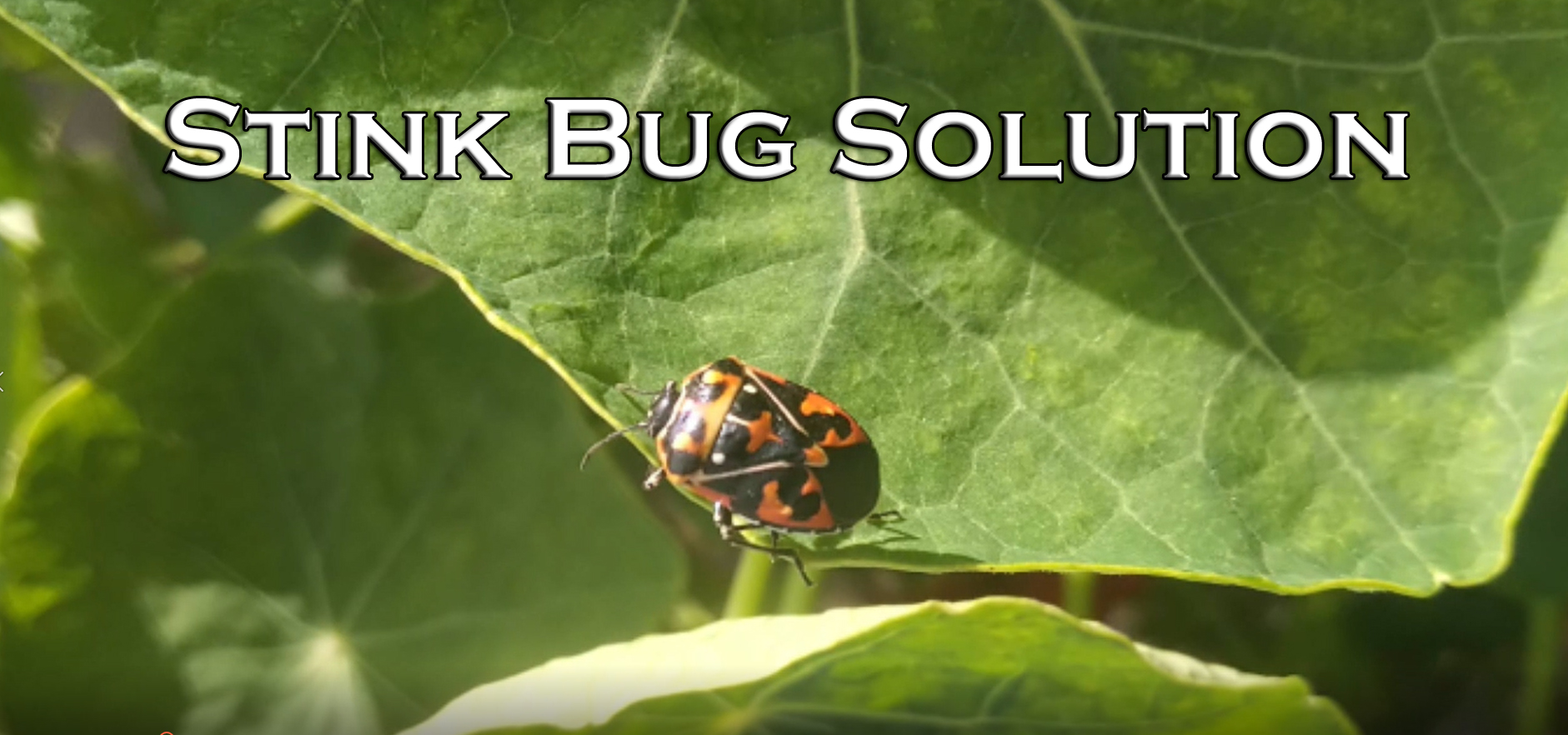 You are currently viewing YouTube: Stink Bug Solution
