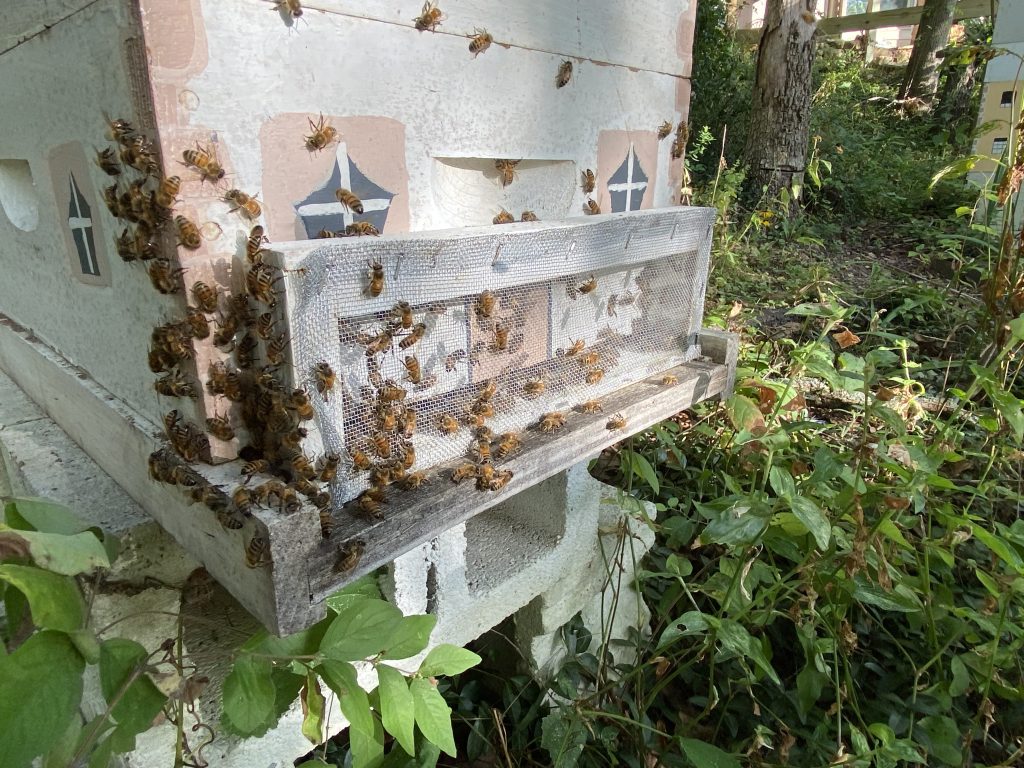 Bees robbing another colony