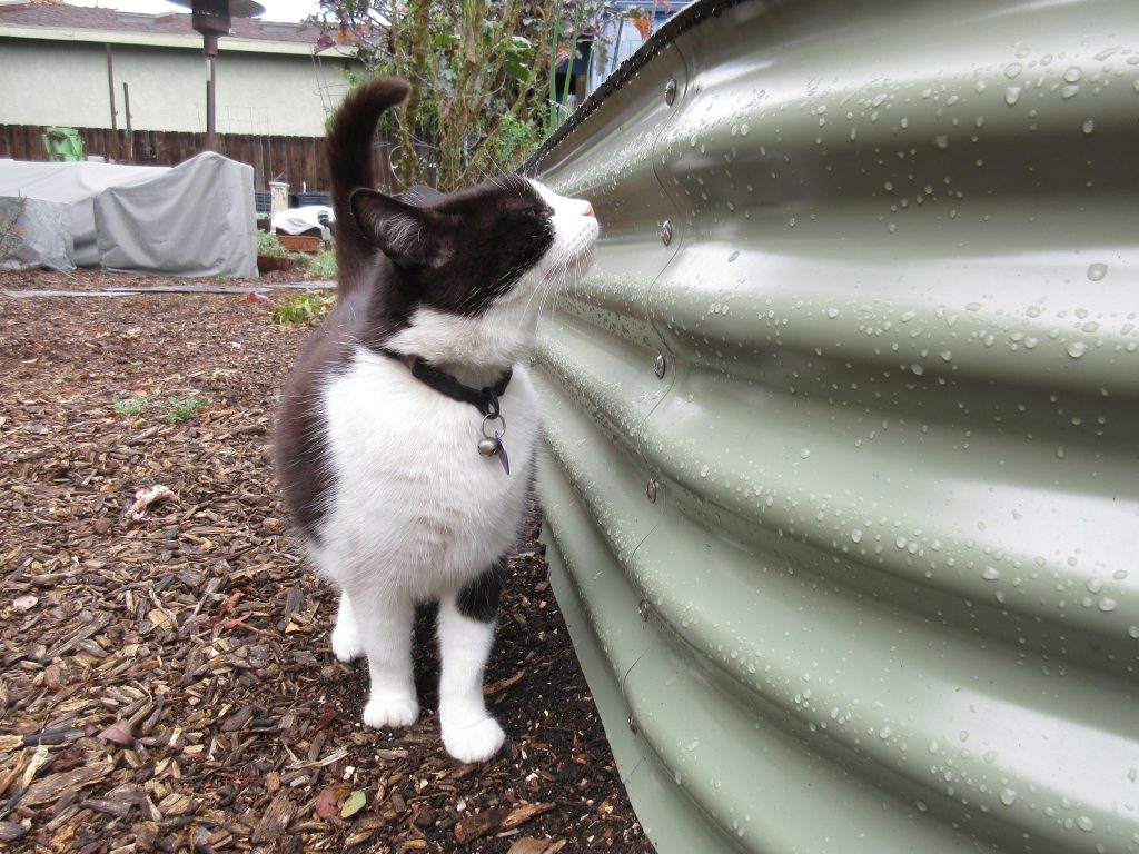 Mittens Vego Garden