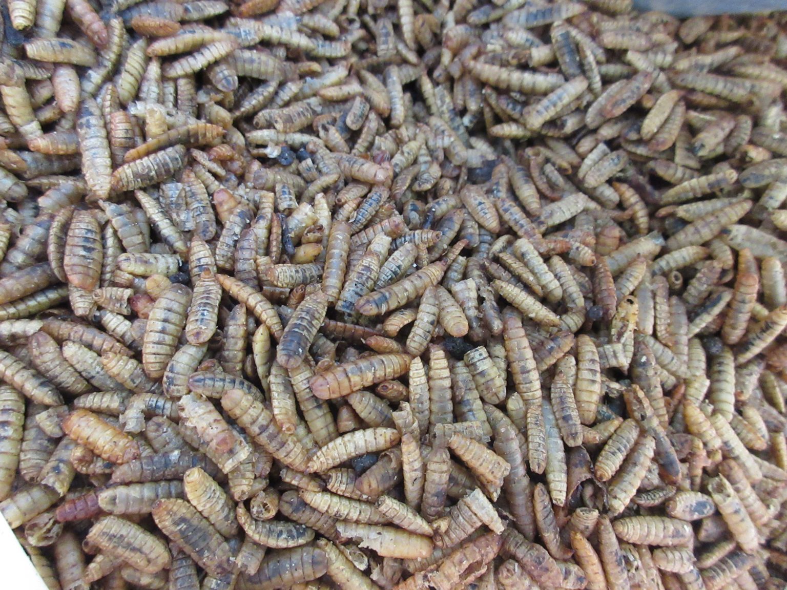 Review: GrubTerra Black Soldier Fly Larvae - Gardenerd