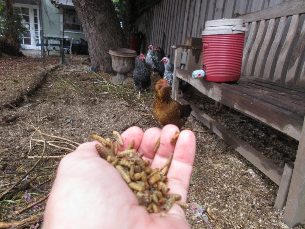 Chickens love grubs