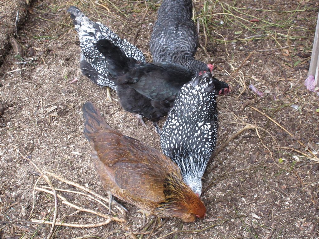 Chickens eating snacks