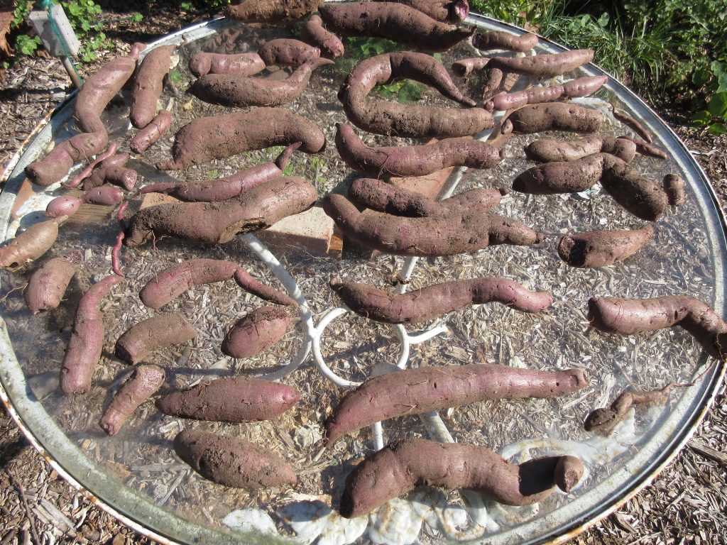 Sweet potato harvest 2022