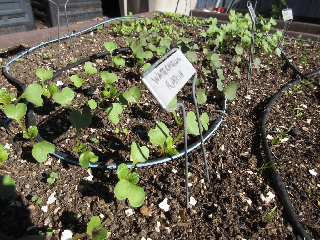 Winter radishes sprouting