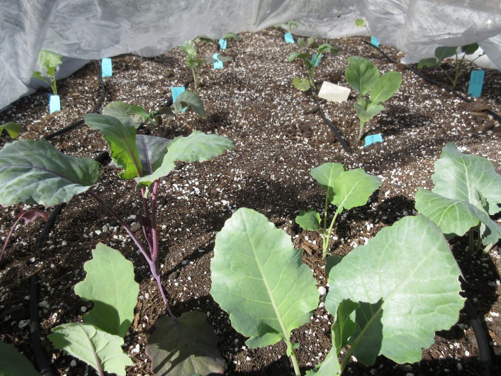 Kohlrabi and broccoli under floating row cover. Kohlrabi will be ready to pick after Thanksgiving