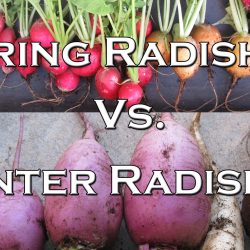 YouTube: Spring Radishes vs. Winter Radishes