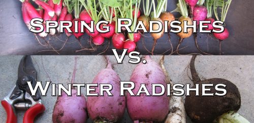 Winter vs. spring radishes