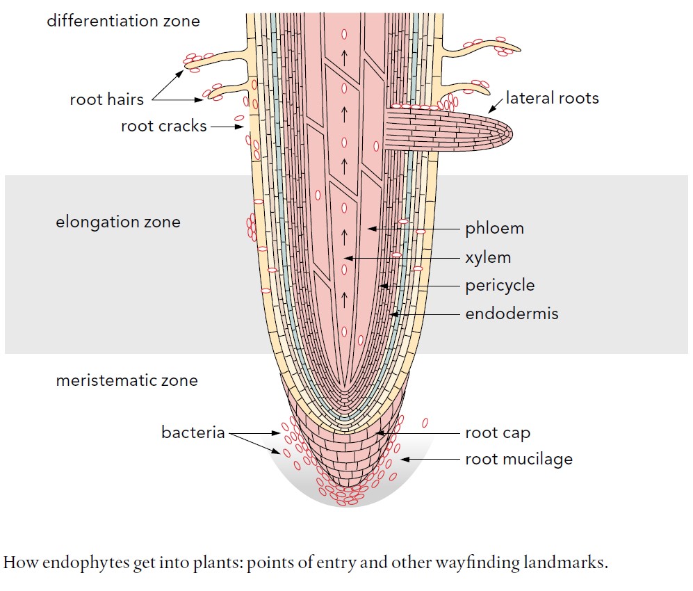 endophytic bacteria in the rhizosphere