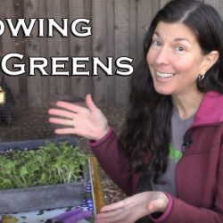 YouTube: Growing Microgreens