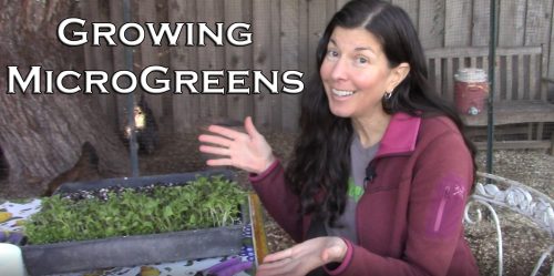 Read more about the article YouTube: Growing Microgreens