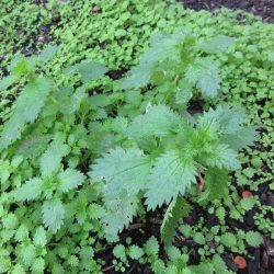 Pick-Your-Own Stinging Nettles