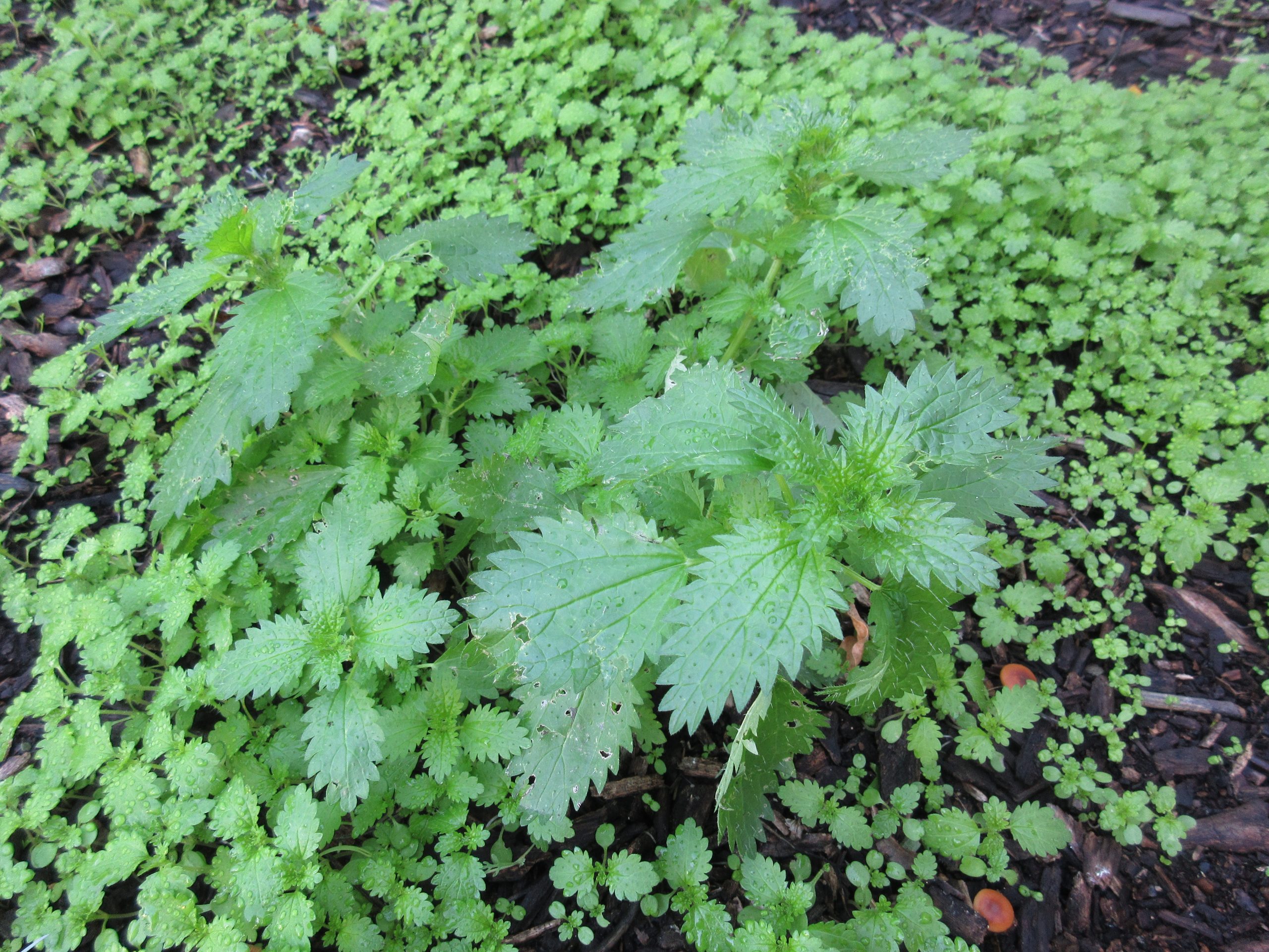 You are currently viewing Pick-Your-Own Stinging Nettles