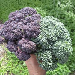 01-29-26 Crazy New Year