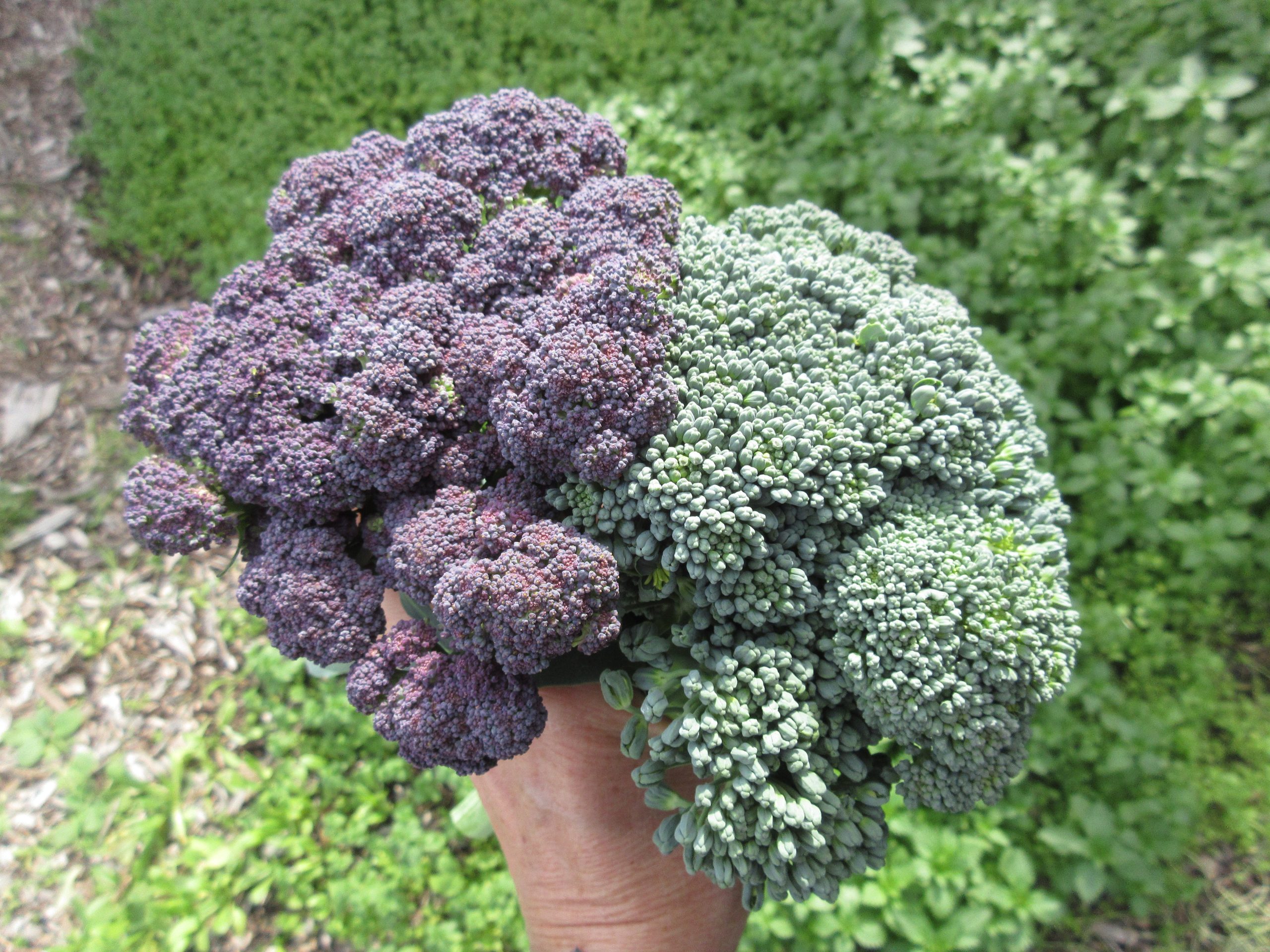 Read more about the article 01-29-26 Crazy New Year