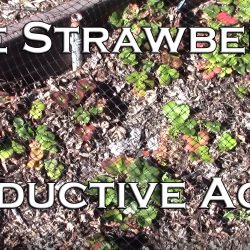 YouTube: How to Make Strawberries Productive Again