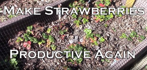 Read more about the article YouTube: How to Make Strawberries Productive Again
