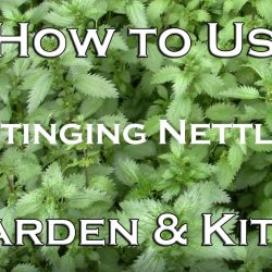 YouTube: How to Use Stinging Nettles – in Garden & Kitchen
