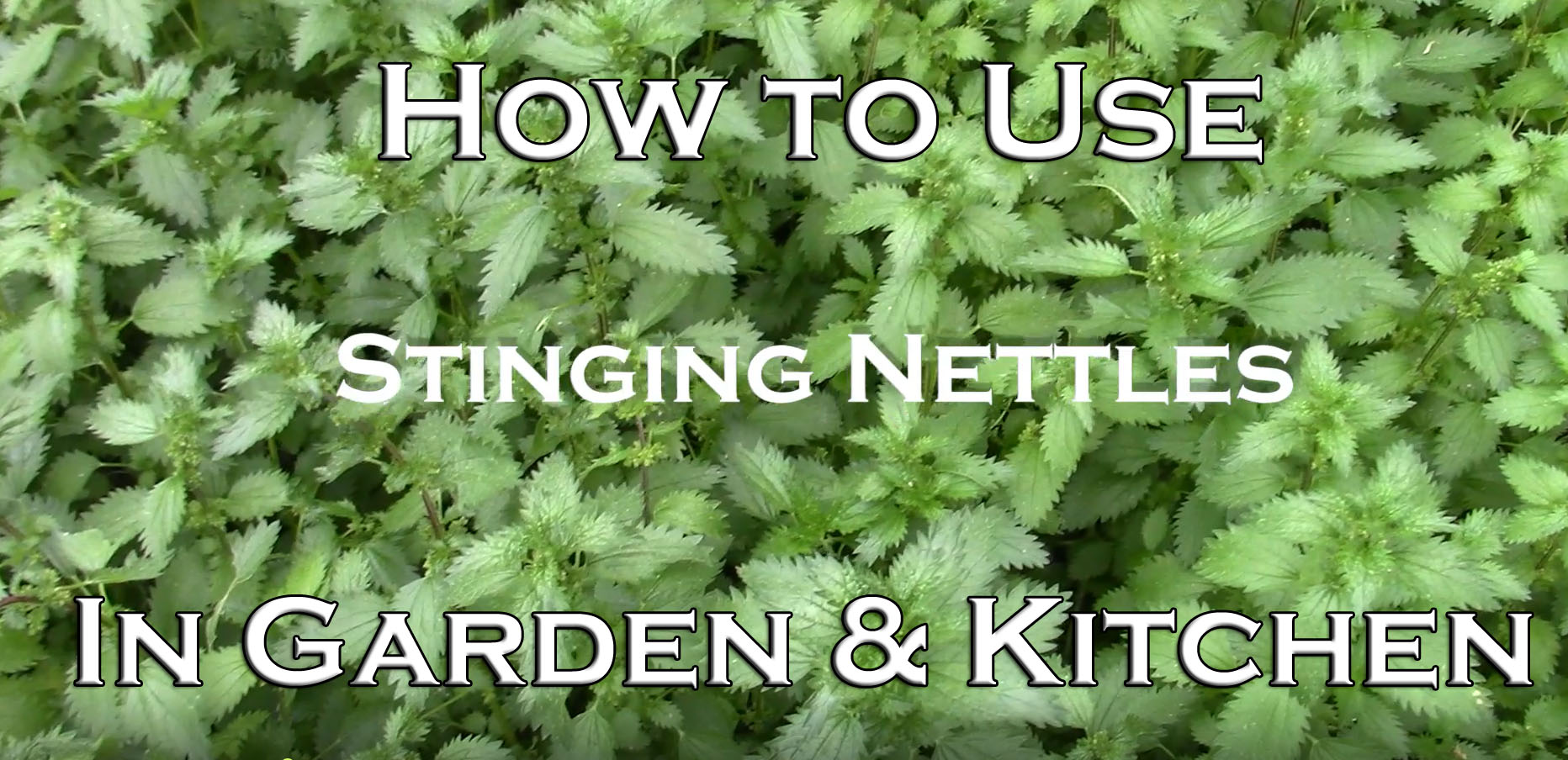 You are currently viewing YouTube: How to Use Stinging Nettles – in Garden & Kitchen