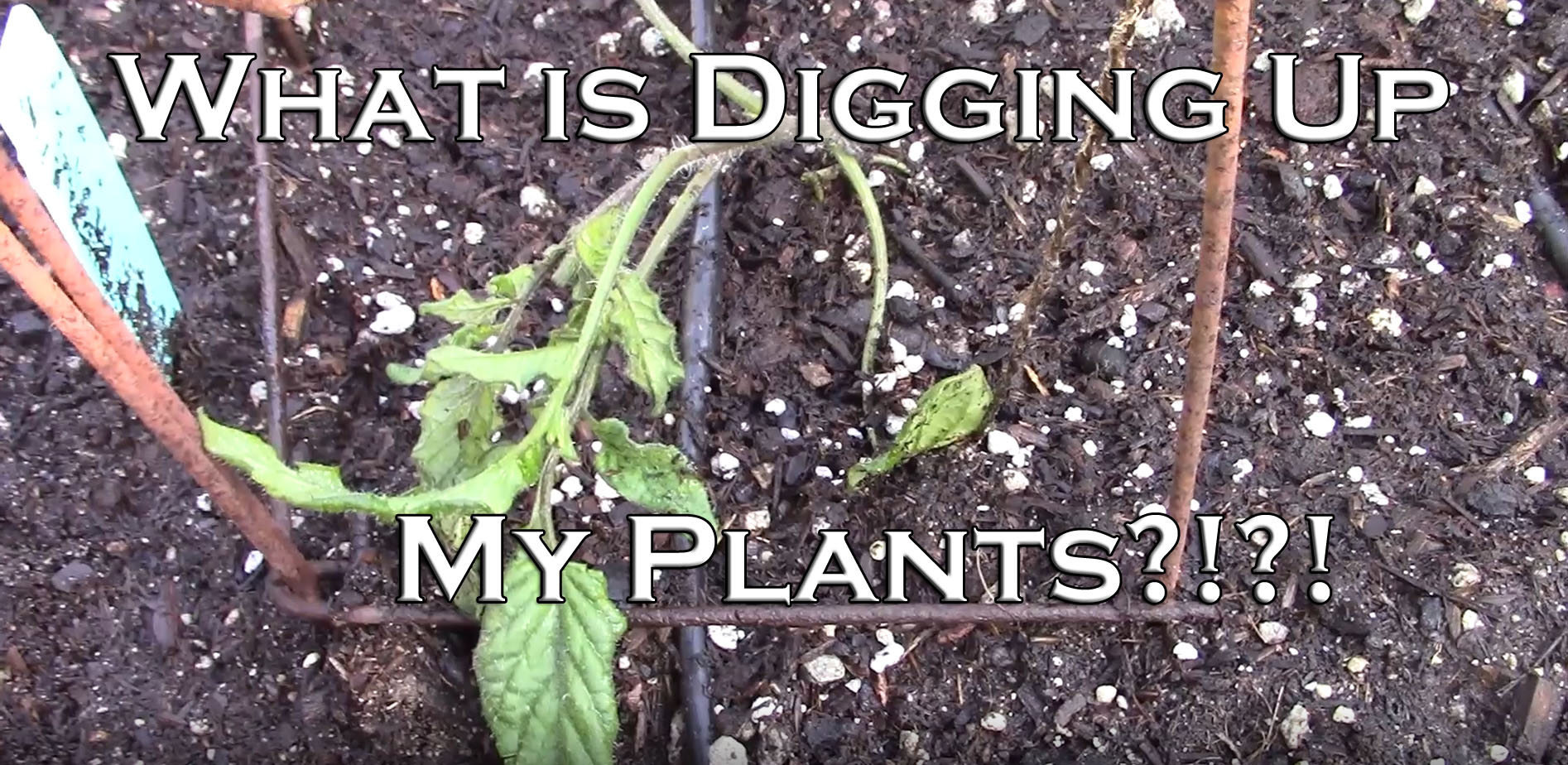 Read more about the article YouTube: What’s Digging Up My Plants?