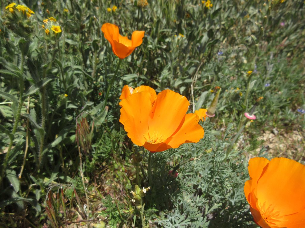 wildflower field trip - poppies