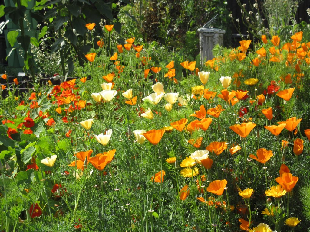 wildflower field trip