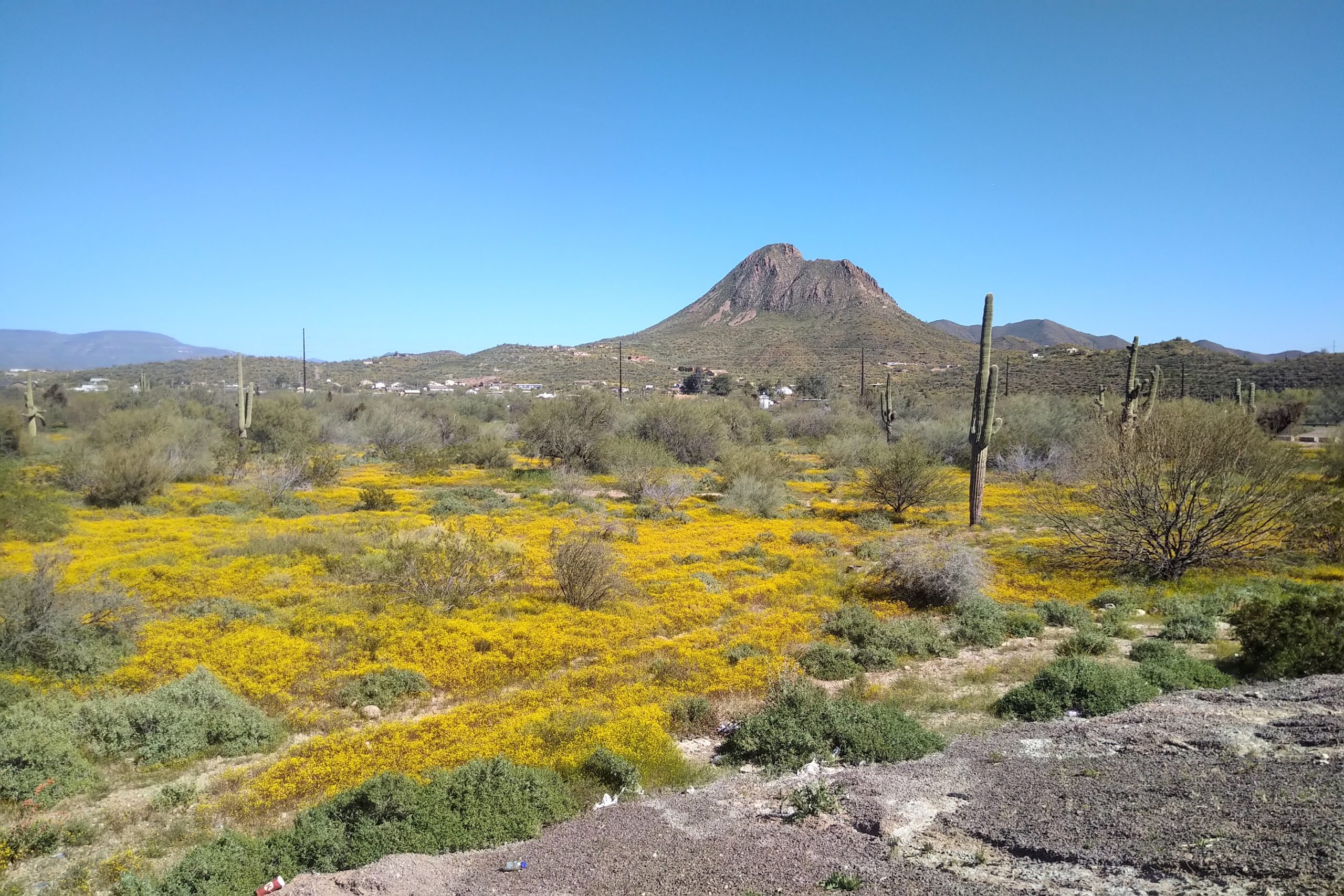 You are currently viewing Wildflower Field Trip: Joshua Tree – Grand Canyon & Beyond