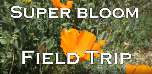 Read more about the article YouTube: Super Bloom Field Trip