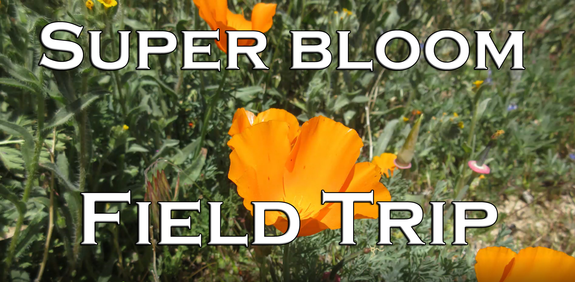 You are currently viewing YouTube: Super Bloom Field Trip