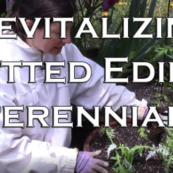 YouTube: Revitalizing, Re-Potting Edible Perennials