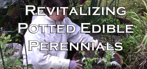Read more about the article YouTube: Revitalizing, Re-Potting Edible Perennials