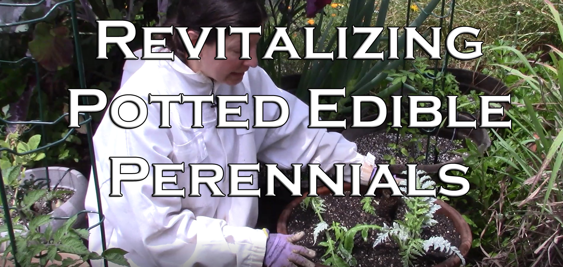 You are currently viewing YouTube: Revitalizing, Re-Potting Edible Perennials