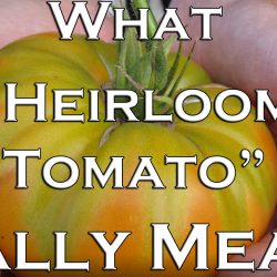 YouTube: What “Heirloom Tomato” Really Means