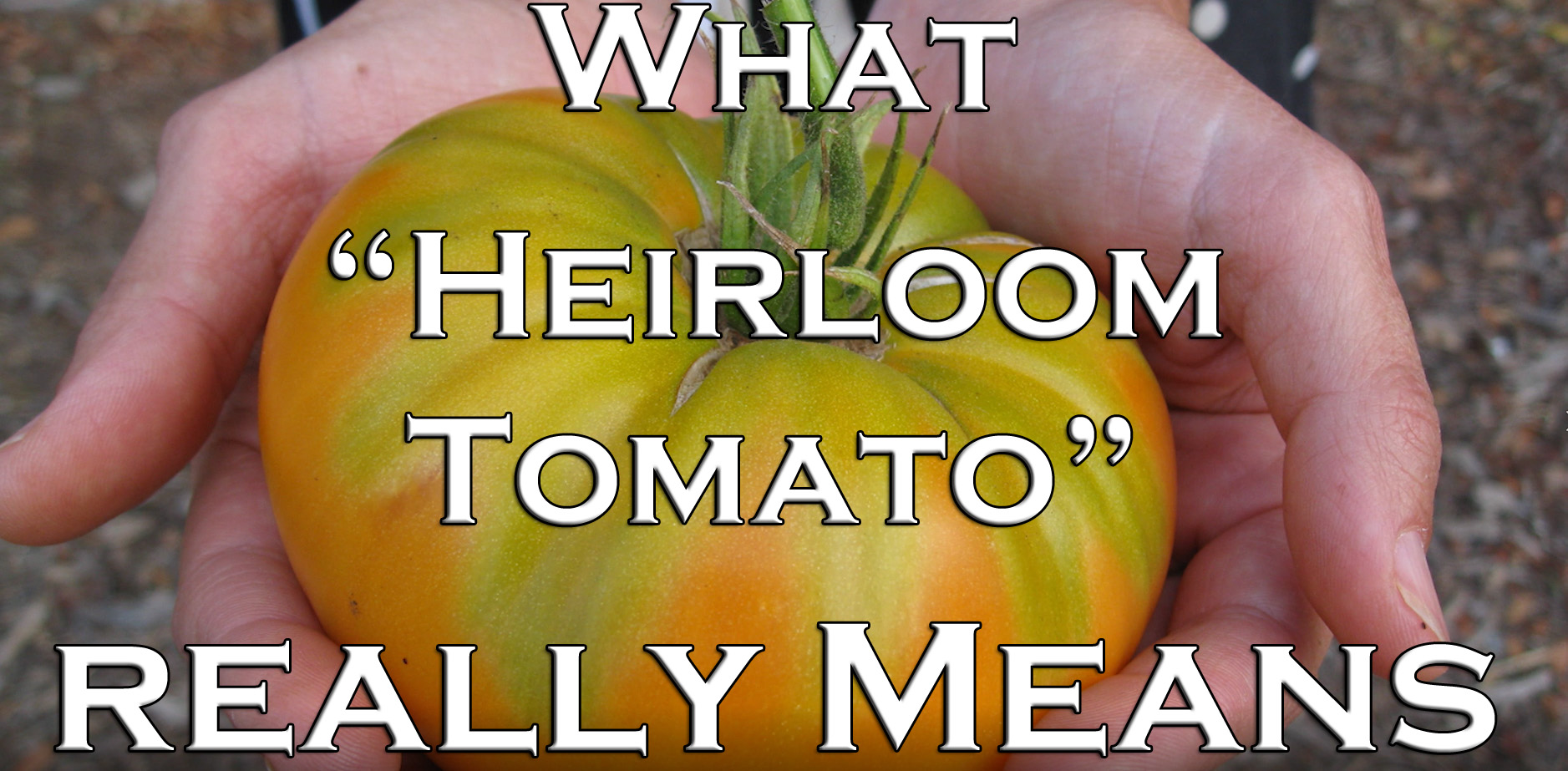 You are currently viewing YouTube: What “Heirloom Tomato” Really Means