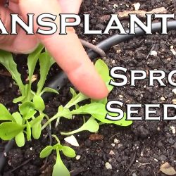 YouTube: Transplanting Sprouted Seedlings with Success