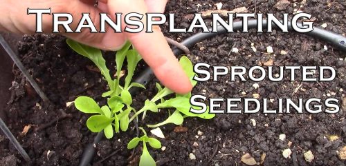 Read more about the article YouTube: Transplanting Sprouted Seedlings with Success