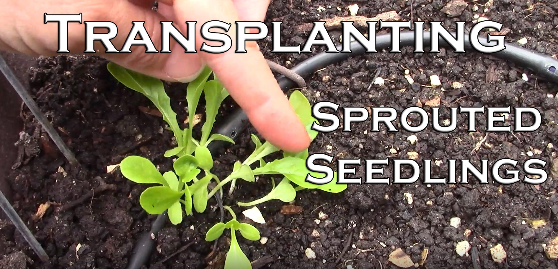 You are currently viewing YouTube: Transplanting Sprouted Seedlings with Success
