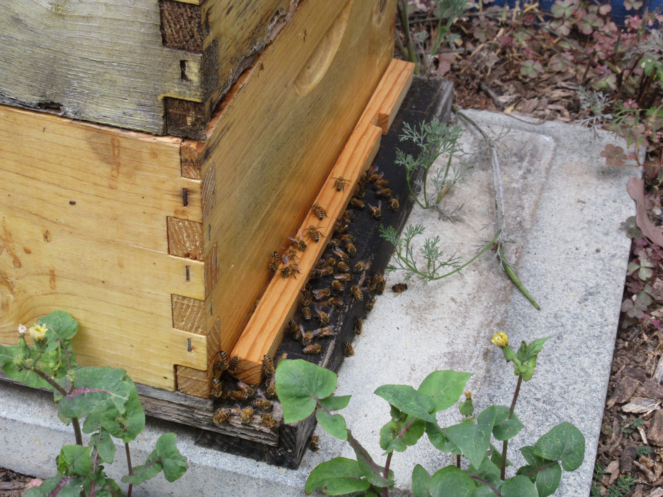 You are currently viewing Saying Goodbye to Our Bees