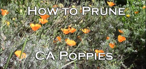 Read more about the article YouTube: How to Prune California Poppies