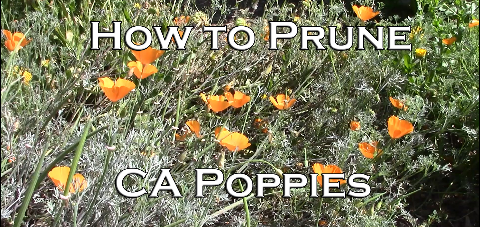 Read more about the article YouTube: How to Prune California Poppies