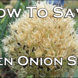 YouTube: How to Save Onion Seeds