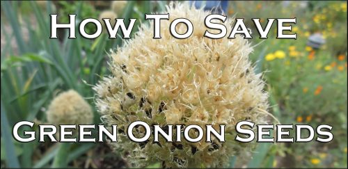 Read more about the article YouTube: How to Save Onion Seeds