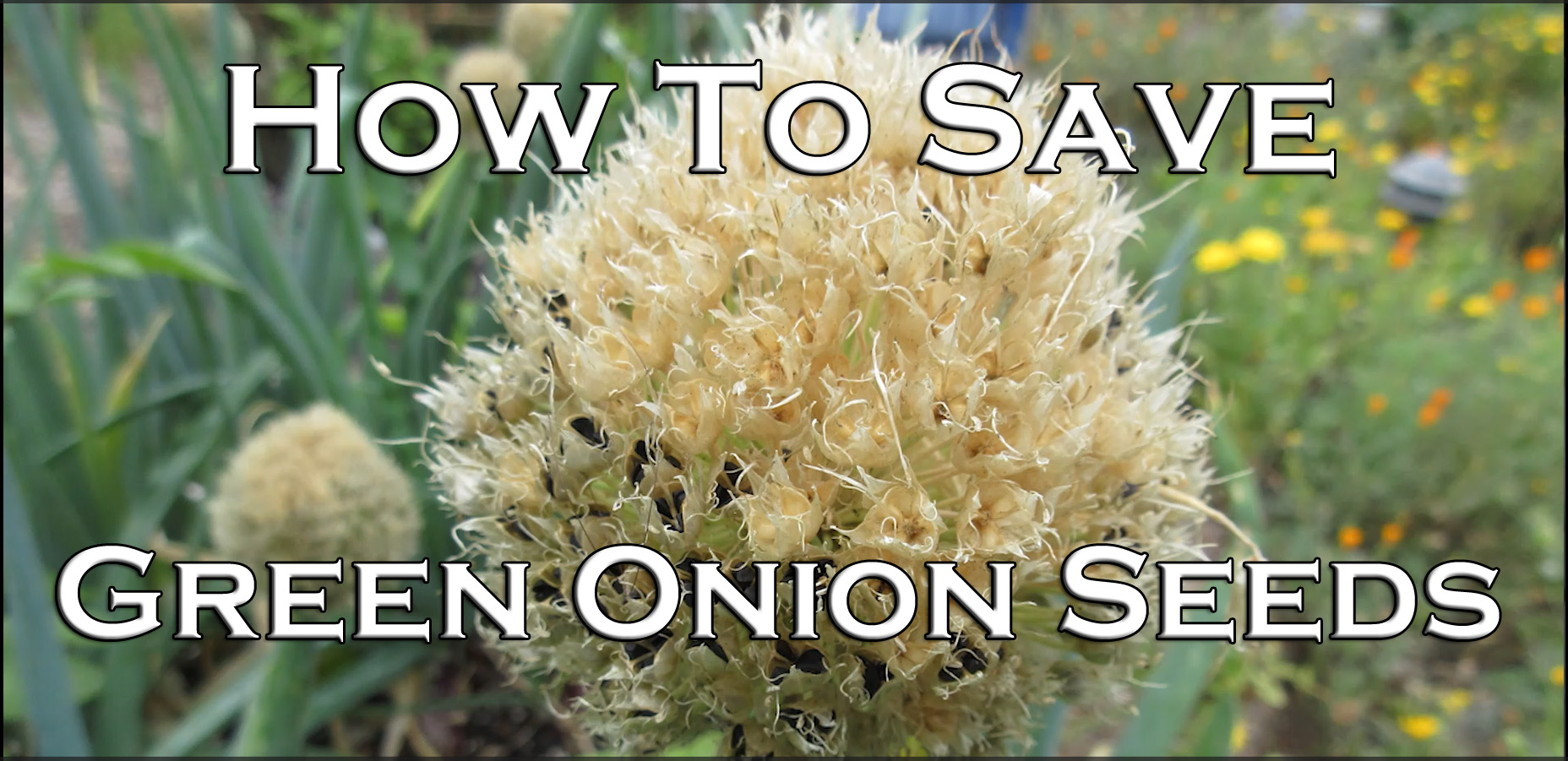 You are currently viewing YouTube: How to Save Onion Seeds