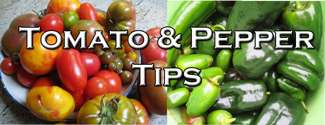 Read more about the article Podcast: Best Of Tomato & Pepper Tips