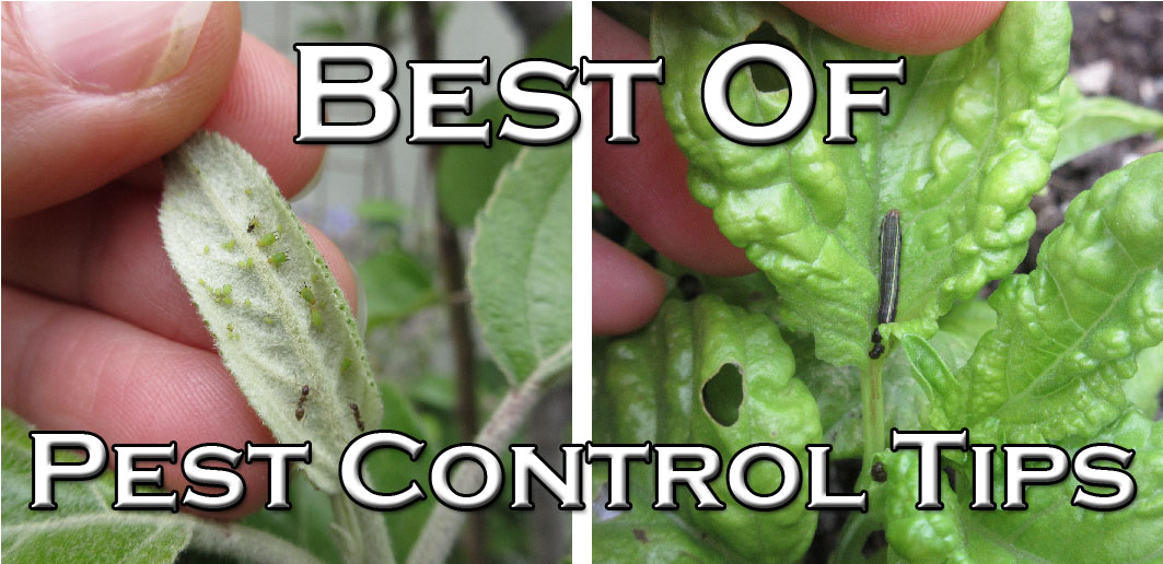 You are currently viewing Podcast: Best Of – Pest Control Tips