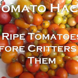 YouTube: Tomato Hack – Rescue Tomatoes From Critters