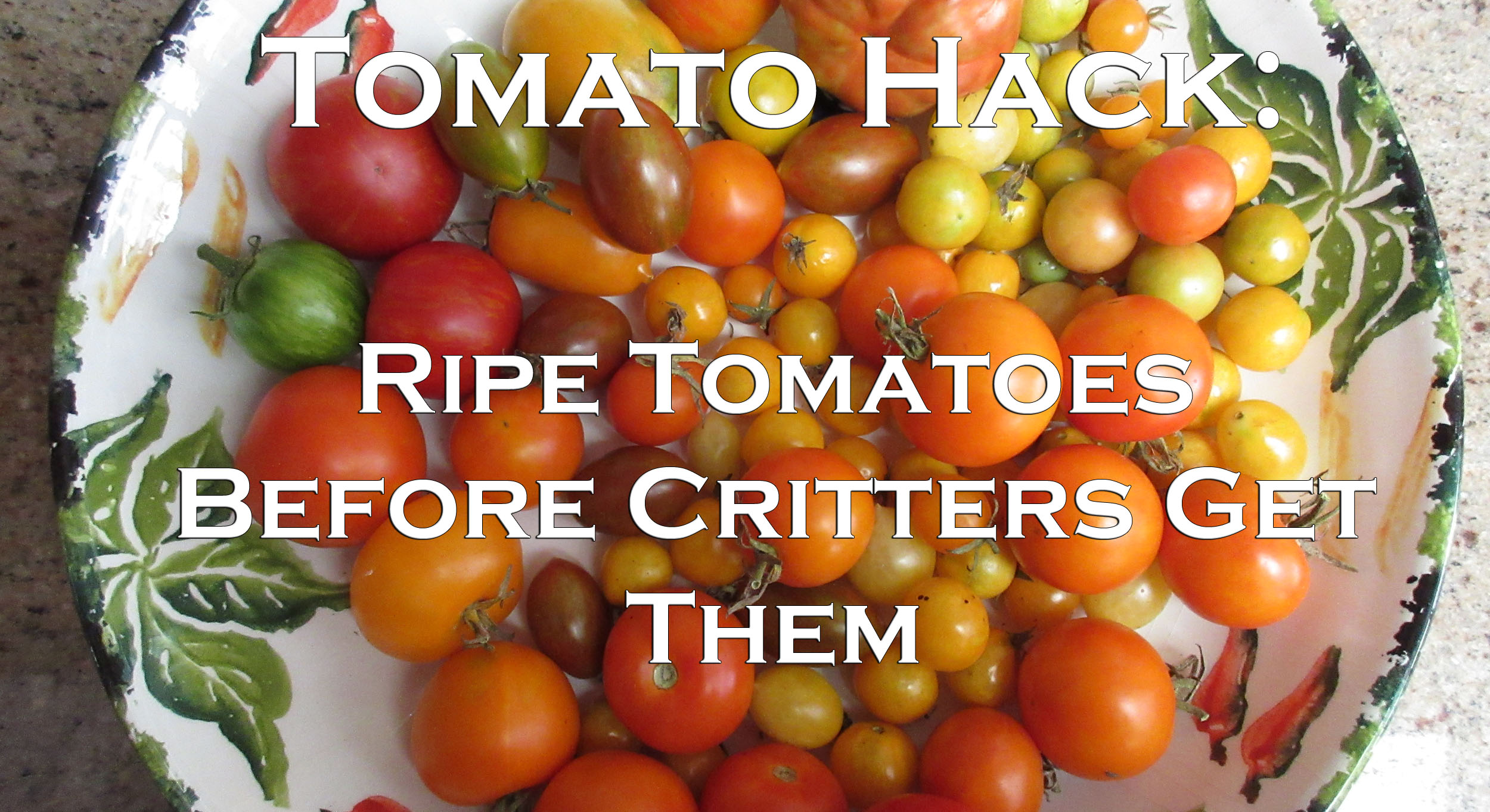 Read more about the article YouTube: Tomato Hack – Rescue Tomatoes From Critters