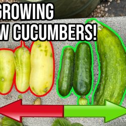 YouTube: Why Are My Cucumbers Turning Yellow?