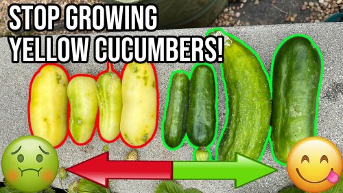 Read more about the article YouTube: Why Are My Cucumbers Turning Yellow?